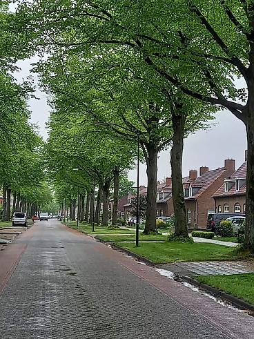 https://meierijstad.sp.nl/nieuws/2023/12/meerderheid-stemt-voor-het-kappen-van-bijna-80-jarige-bomen